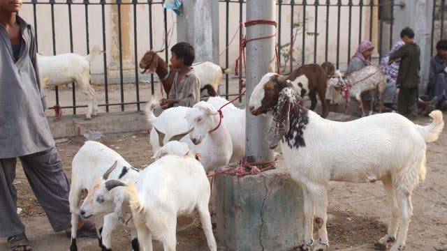 Bakra mandi Islamabad