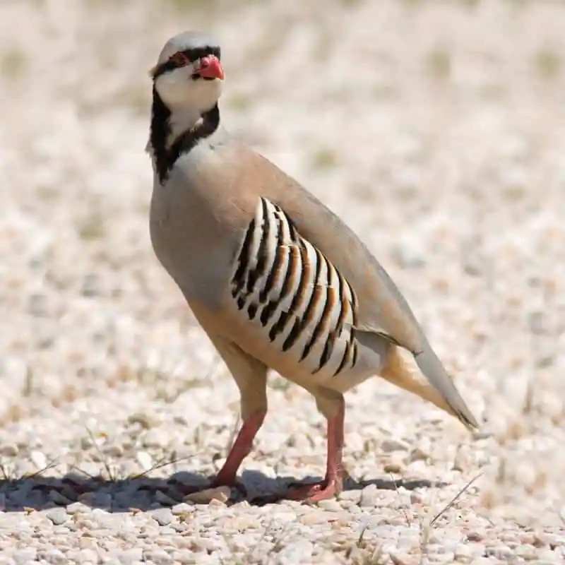 National-Bird-of-Pakistan-1